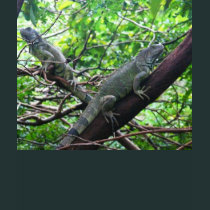 Reptilian Repose t-shirts