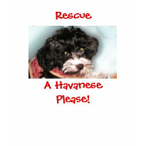 Rescue, A HavanesePlease! t-shirts by patsarts Rescue, A HavanesePlease! t-shirts