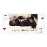 Rescue &amp; Adopt..Don't Shop Picture Card