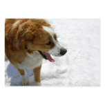 Rescue Dog in Snow Business Card business cards