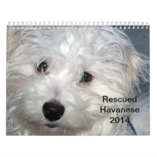havanese calendar havanese calendars zazzle havanese calendar havanese calendars zazzle