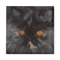 rescue Kitty magnet