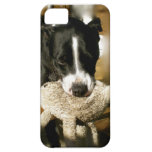 Rescue Pet Sweet Bully Breed Dog casemate cases
