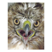 Rescued and Released Hawk Letterhead Template