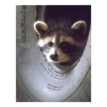 rescued and released raccoon letterhead template