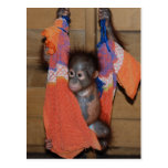Rescued Baby Orangutan postcards