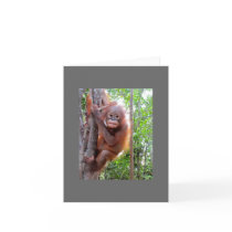 Rescued Baby Orangutan Uttuh Cards
