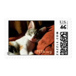 Rescued Cat Stamp