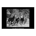 Rescued Horses at The Grace Foundation posters
