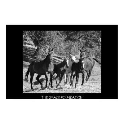 Rescued Horses at The Grace Foundation Posters by GraceFoundation