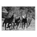 rescued horses cards by GraceFoundation rescued horses cards