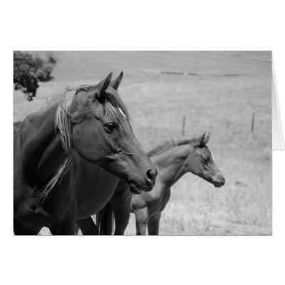 rescued horses card by GraceFoundation