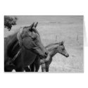 rescued horses cards by GraceFoundation rescued horses cards