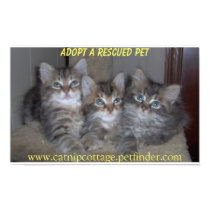 Rescued Kittens posters