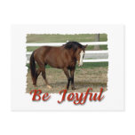 Rescued Morgan Horse:  Be Joyful Postcard