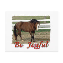 Rescued Morgan Horse:  Be Joyful postcards