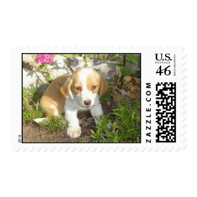 rescued puppy stamp by pattycake