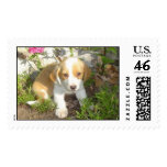 rescued puppy postage