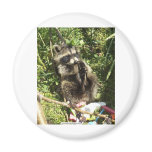 Rescued & Rehabilitated Raccoon Baby Fridge Magnet