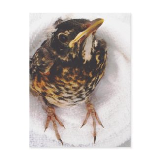 Rescued Robin Postcard by S.Lynnette