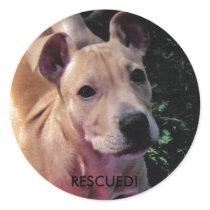 Rescued! sticker by rescueadog Rescued! sticker