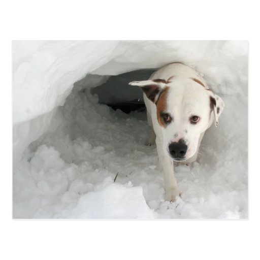 Rescued White Mastiff/Bulldog Mix Postcards from Zazzle.com