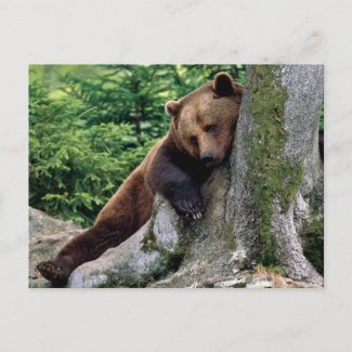 Restful Brown Bear Wildlife Series # 10 Postcard postcard