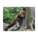 Restful Brown Bear Wildlife Series # 10 Postcard