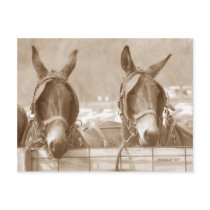Restin' Easy postcards by StarLily Restin' Easy postcards