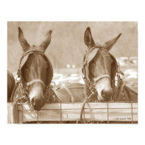 Restin' Easy posters