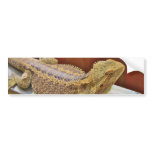 Resting Bearded Dragon 2 Bumper Sticker