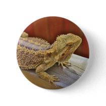 Resting Bearded Dragon 2 Button