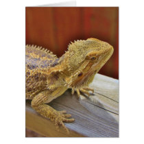 Resting Bearded Dragon 2 Greeting Cards