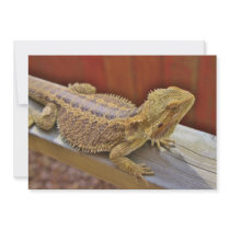 Resting Bearded Dragon 2 Personalized Invites