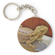 Resting Bearded Dragon 2 Keychains