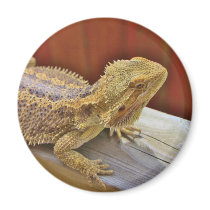 Resting Bearded Dragon 2 Magnets