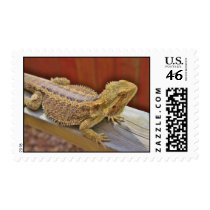 Resting Bearded Dragon 2 Stamps