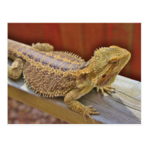 Resting Bearded Dragon 2 Postcards