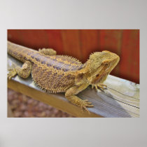 Resting Bearded Dragon 2 Posters