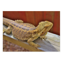Resting Bearded Dragon Business Card Templates