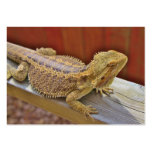 Resting Bearded Dragon Business Card Templates