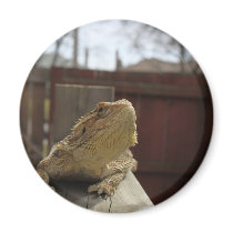 Resting Bearded Dragon Fridge Magnet
