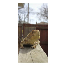 Resting Bearded Dragon Customized Photo Card