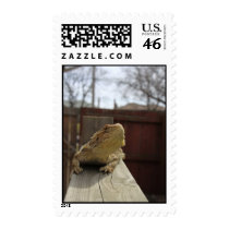 Resting Bearded Dragon Postage Stamps