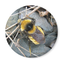 Resting Bee Magnet by CreatureCreations Resting Bee Magnet
