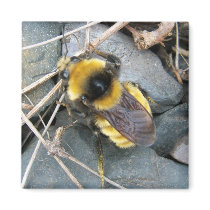 Resting Bee Magnet by CreatureCreations Resting Bee Magnet