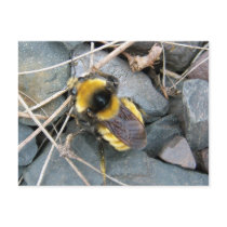 Resting Bee Postcard