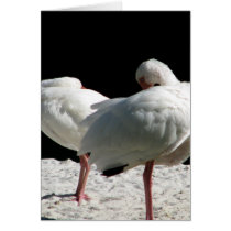 Resting Birds cards