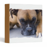 Resting Boxer Dog Binder binders