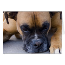 Resting Boxer Dog Greeting Card